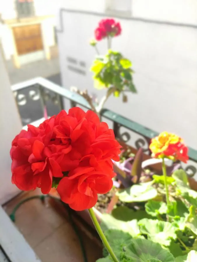 Vive Triana Apartment Seville Spain